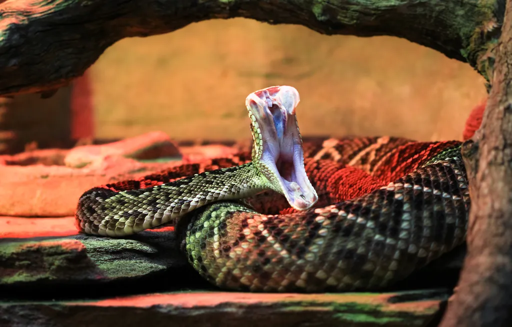 Cobra morre após ser mordida por criança na Índia - 2