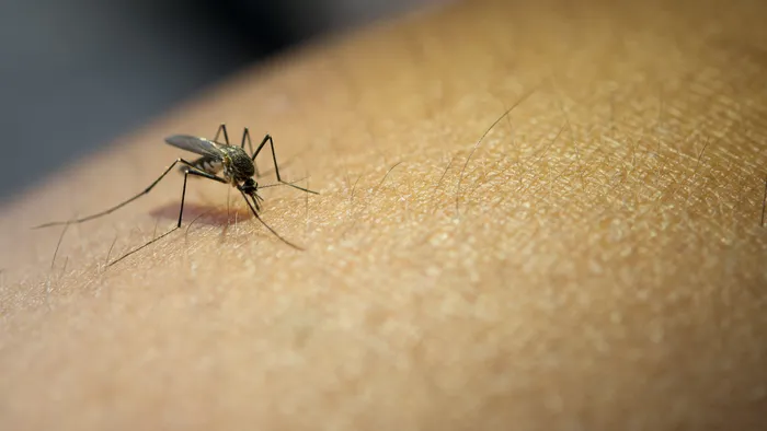 Eis o motivo de algumas pessoas atraírem mais mosquitos que outras - 1