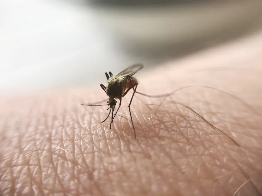 Eis o motivo de algumas pessoas atraírem mais mosquitos que outras - 2