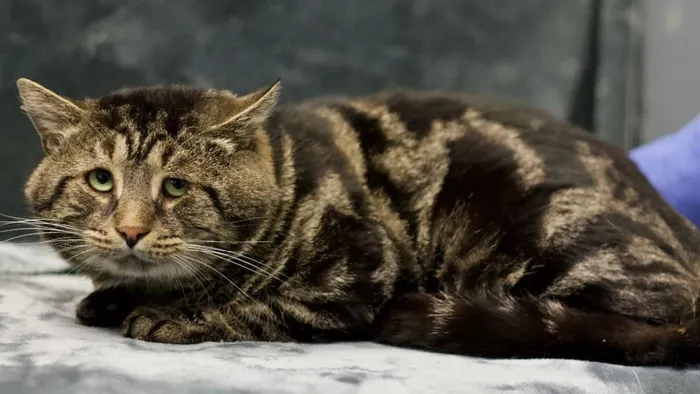 Fishtopher, gato famoso pelo rosto deprimido, é adotado depois de viralizar - 1