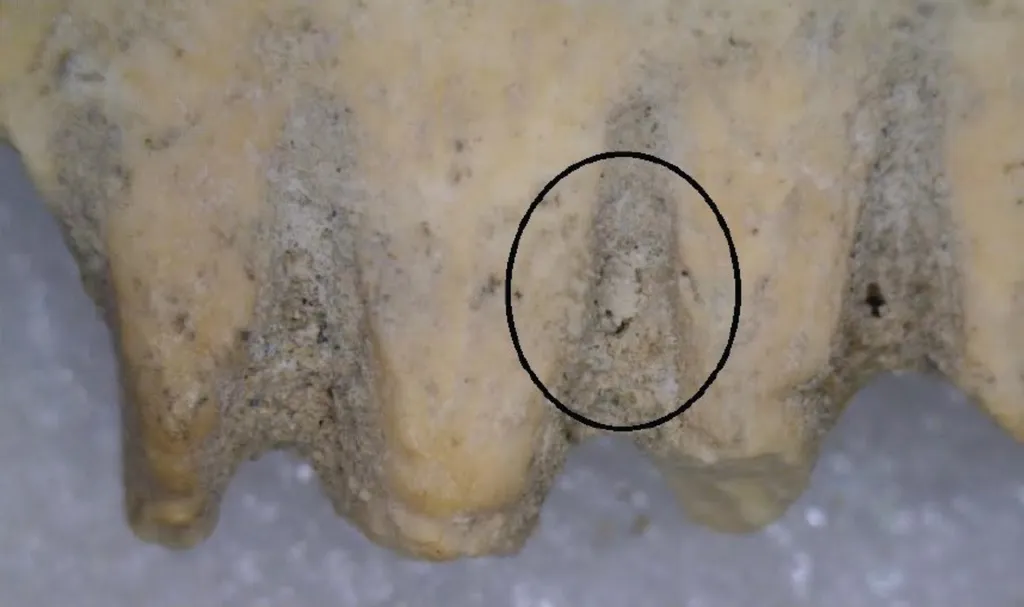 Marca de uma lêndea de piolho entre os dentes do pente de Lachish (Imagem: Vainstub et al./Jerusalem Journal of Archeology)