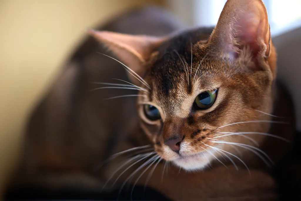 Gatos podem delatar o contato com outros humanos através do pelo — ainda não sabemos, no entanto, a abrangência dessa capacidade (Imagem: twenty20photos/envato)