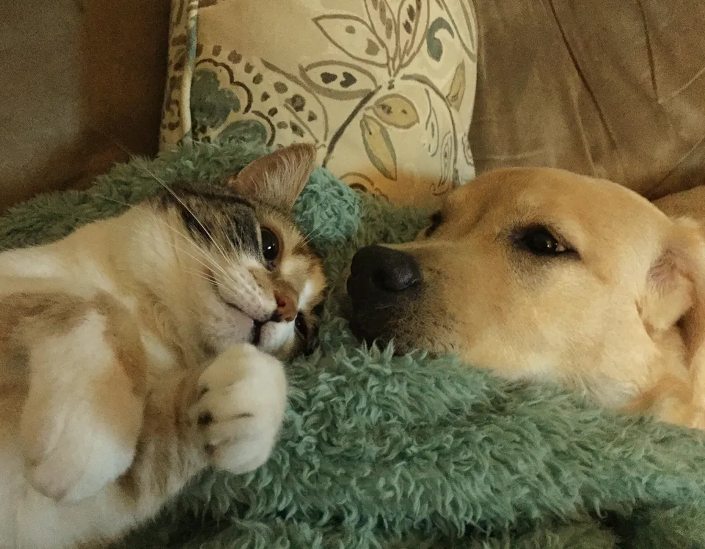 Outras pesquisas irão tentar descobrir se os cães possuem a mesma habilidade, e se os gatos podem trazer contaminação ambiental para a cena de crimes (Imagem: twenty20photos/envato)
