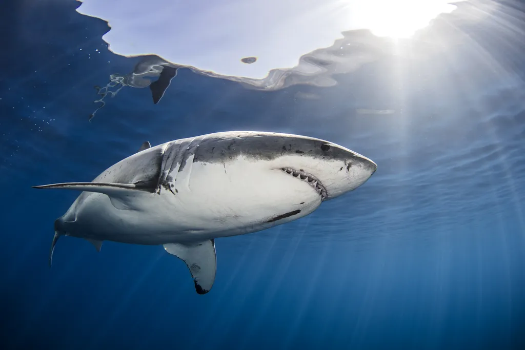 Por que animais marinhos não sobrevivem na água doce? - 2