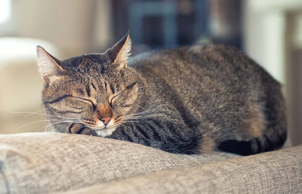 Quer se comunicar com seu gato? É só piscar bem devagar - 2