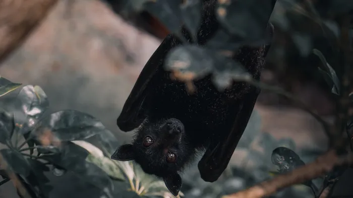 Morcegos usam técnicas de death metal para interagir - 1