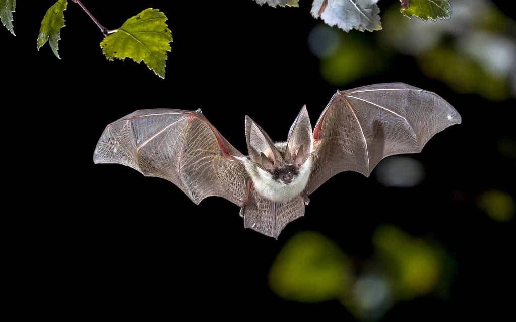 Morcegos usam técnicas de death metal para interagir - 2