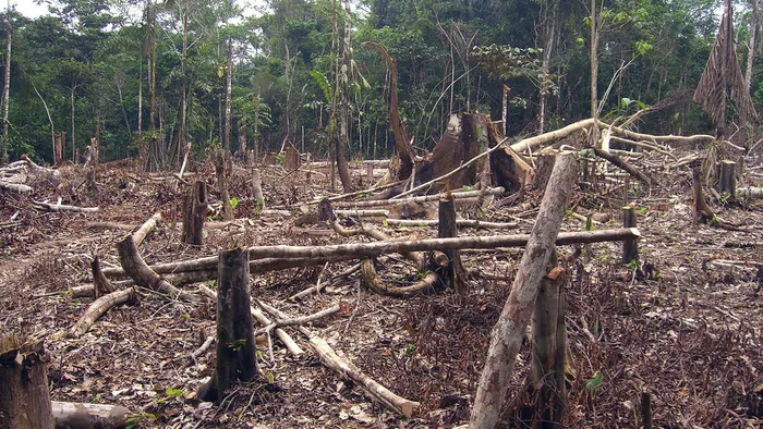A Amazônia tem salvação? Cientistas temem ponto crítico para a floresta - 1
