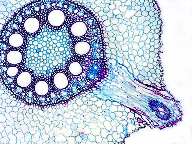 Seção transversal da raiz do milho vista no microscópio (Imagem: Imagem: Science and Plants for Schools/CC BY-NC-SA 2.0)