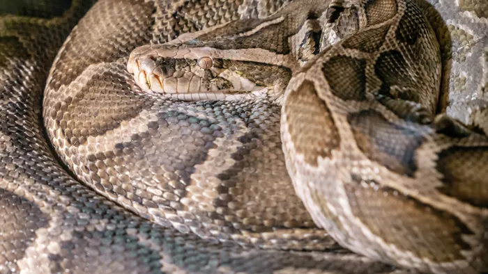 Cobras gigantes despencam de teto de casa na Malásia - 1