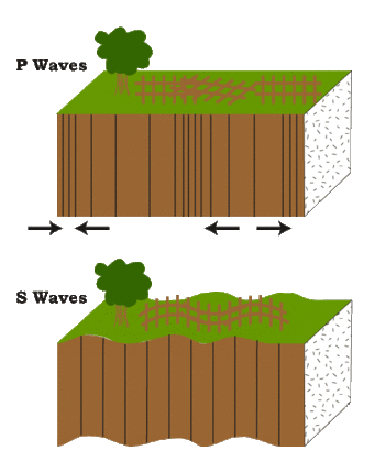 Ondas P fazem com que o solo se movimente para frente e para trás na direção em que se propagam, enquanto as ondas S movimentam a superfície de um lado para o outro (Imagem: Domínio Público/Reprodução USGS)