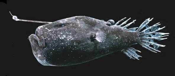 Os peixes abissais vivem na faixa de 75 a 4.000 metros de profundidade (Imagem: Masaki Miya/Wikimedia Commons)
