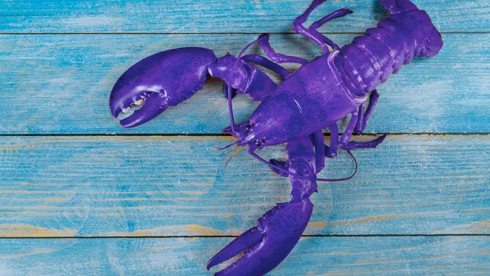 Pescador encontra raríssima lagosta azul no Reino Unido - 1
