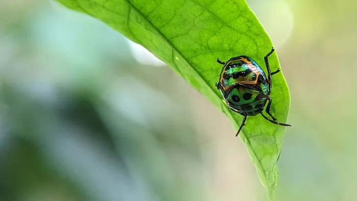 Se todos os insetos se unissem, pesariam mais que humanos e gado combinados - 1