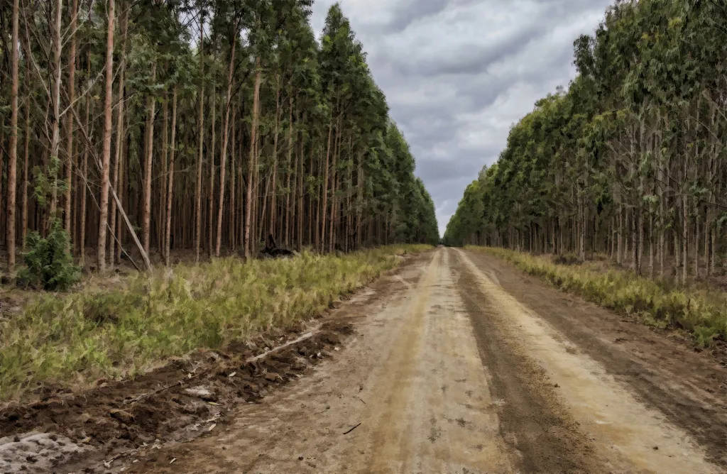 Reflorestamento por plantio de eucaliptos é uma estratégia de compensação ambiental (Imagem: Steve Slater/CC BY 2.0)