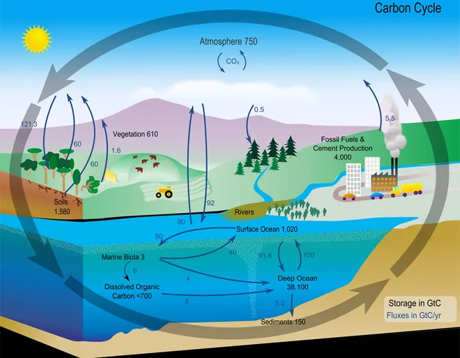 Ciclo do carbono através da natureza (Imagem: NASA/Wikimedia Commons)