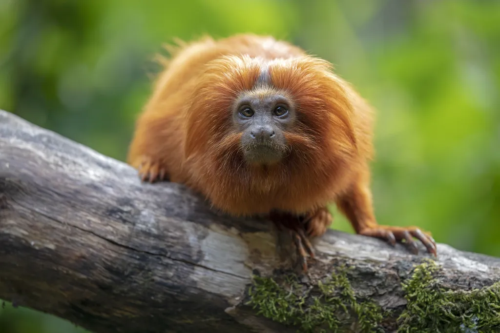 Dia Internacional das Florestas | 5 animais que só existem em matas do Brasil - 2