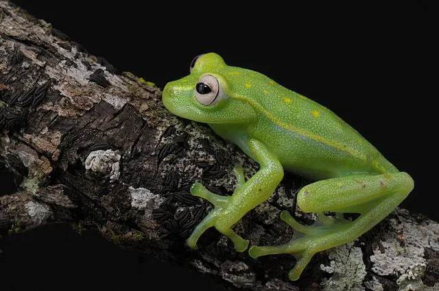 Dia Internacional das Florestas | 5 animais que só existem em matas do Brasil - 3