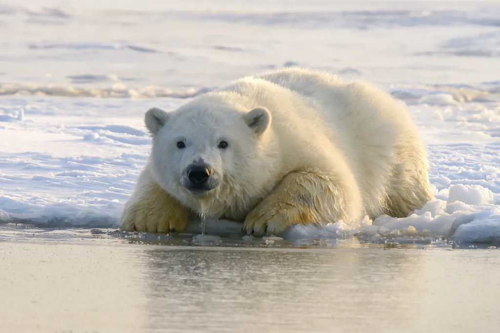 O gelo marinho do Ártico, além de ajudar a controlar a temperatura do planeta, é importante para as espécies desse ecossistema, como o urso polar ( Imagem: Hans-Jurgen Mager/Unsplash)