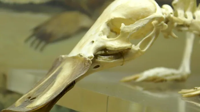 Evidência mais antiga de ancestral dos ornitorrincos é encontrada na Patagônia - 1