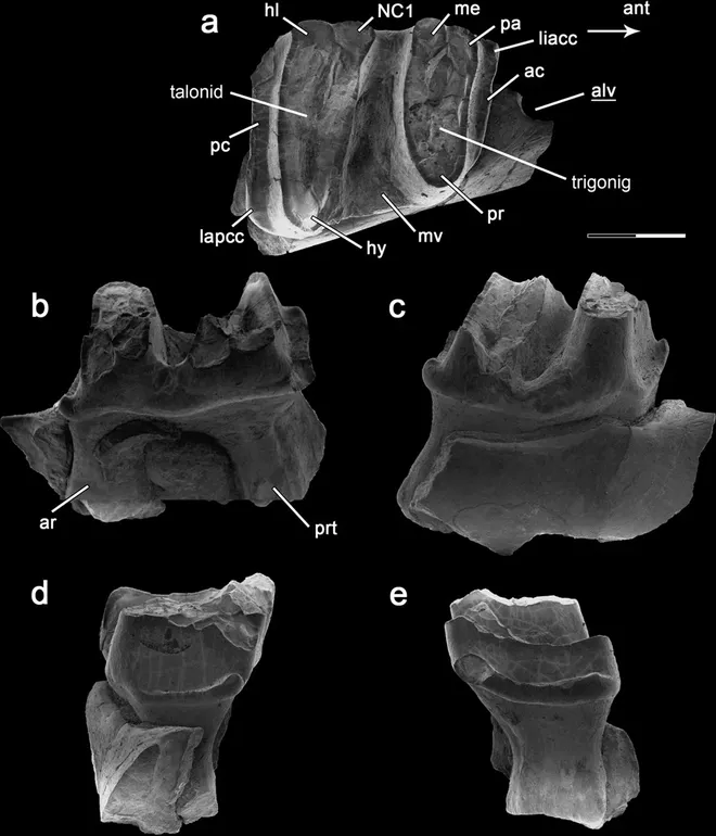 Fóssil do dente molar e parte da mandíbula direita do P. pascuali, monotremado ancestral dos ornitorrincos australianos (Imagem: Chimento et al./Communications Biology)