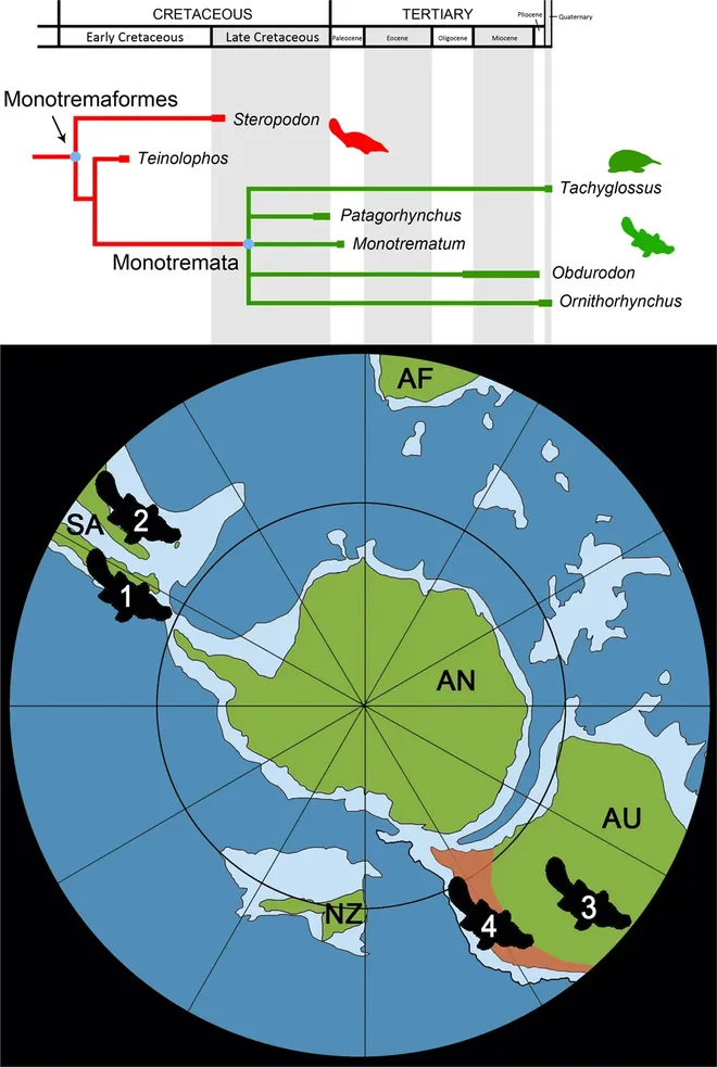 Esquema mostrando a posição do ancestral dos ornitorrincos na evolução e no tempo, bem como a possível rota de sua viagem pelos mares do sul do mundo (Imagem: Chimento et al./Communications Biology)