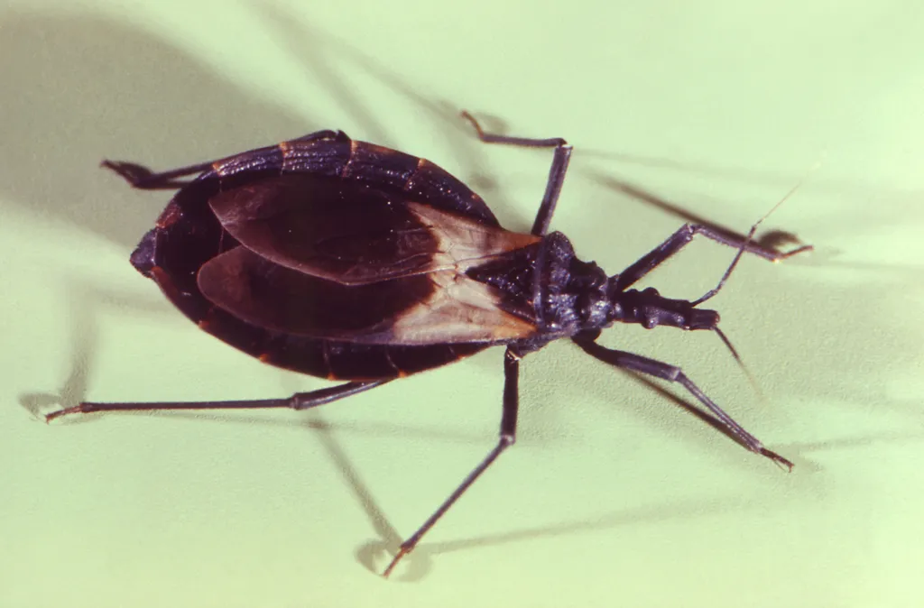Indígenas da Amazônia carregam mutação que protege contra Chagas - 2