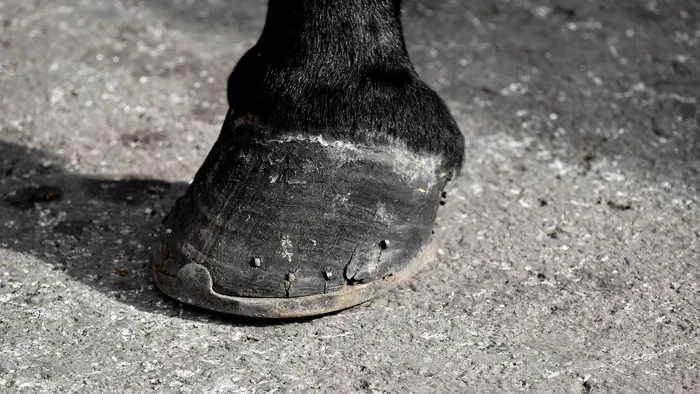 Por que cavalos precisam usar ferradura? - 1