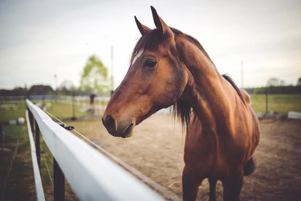 Domesticados há milhares de anos, os cavalos foram selecionados geneticamente para o trabalho, e seus casos ficaram macios por conta disso, precisando de ferradura (Imagem: kaboompics/Freepik)