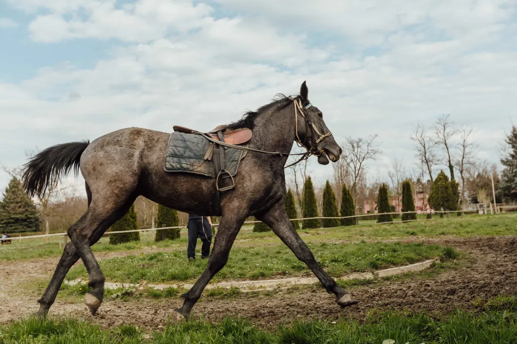 Cavalos pouco montados ou que transitam apenas em terreno macio não precisam de ferradura (Imagem: Marko Milivojevic/Pixnio/Domínio Público)