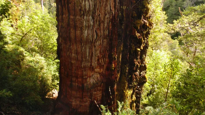 Cientistas aguardam confirmação da possível árvore mais velha do mundo no Chile - 1