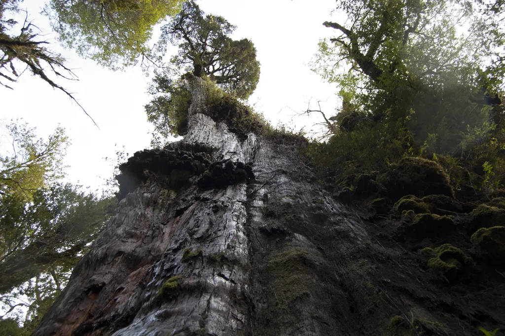 Possivelmente a árvore mais velha do mundo, o Gran Abuelo, ou Grande Avô, tem 28 metros de altura e um tronco de 4 metros de diâmetro (Imagem: Gonzalo Zúñiga Solís/Wikimedia Commons)