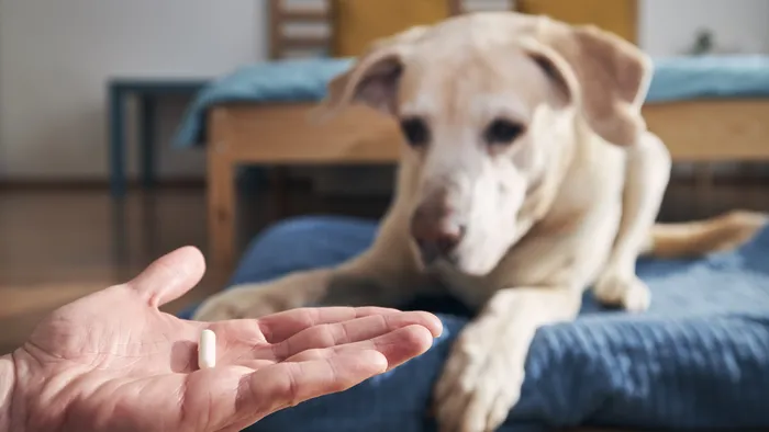 Cientistas testam se medicamento pode ajudar cães idosos a viver mais - 1