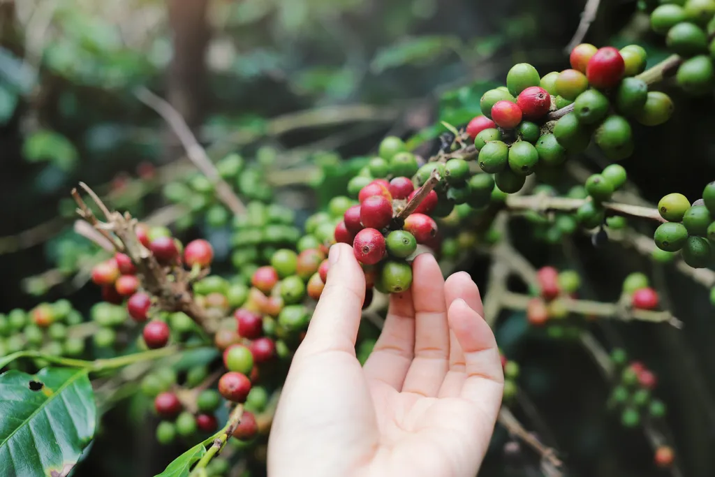 Dia Mundial do Café: 5 curiosidades incríveis sobre a bebida - 5