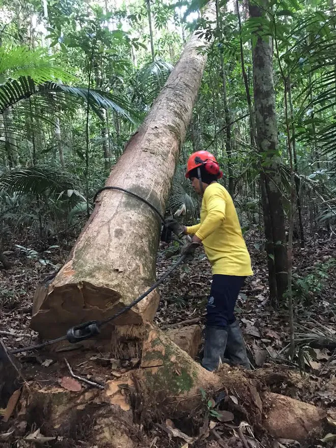Google vai usar IA e bioquímica para monitorar desmatamento da Amazônia - 2