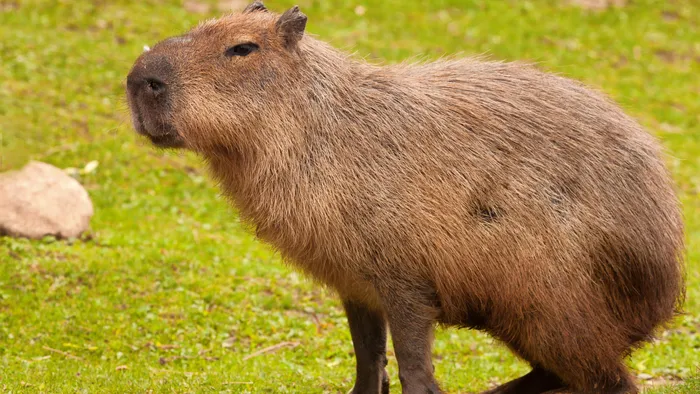 Ibama multa influencer Agenor por compartilhar rotina com capivara Filó - 1