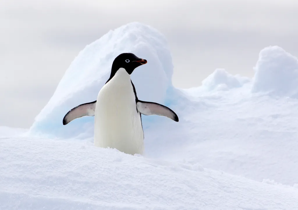 A redução do gelo marinho na Antártida tem implicações para o clima e biodiversidade (Imagem: Image-Source/envato)