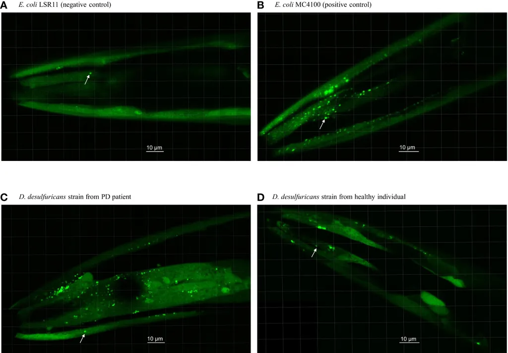 Na imagem, é possível ver o nematoide do estudo com aglomerados de alfa-sinucleína, os pontos brilhantes apontados (Imagem: Huynh et al./Front. Cell. Infect. Microbiol.)