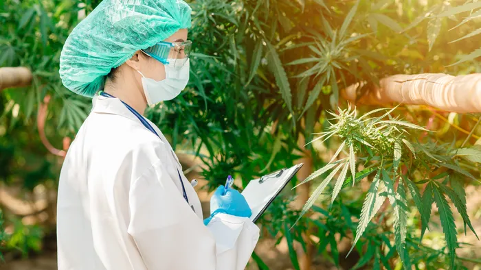 Cannabis medicinal: IFA do CBD será produzido no Brasil pela 1ª vez - 1