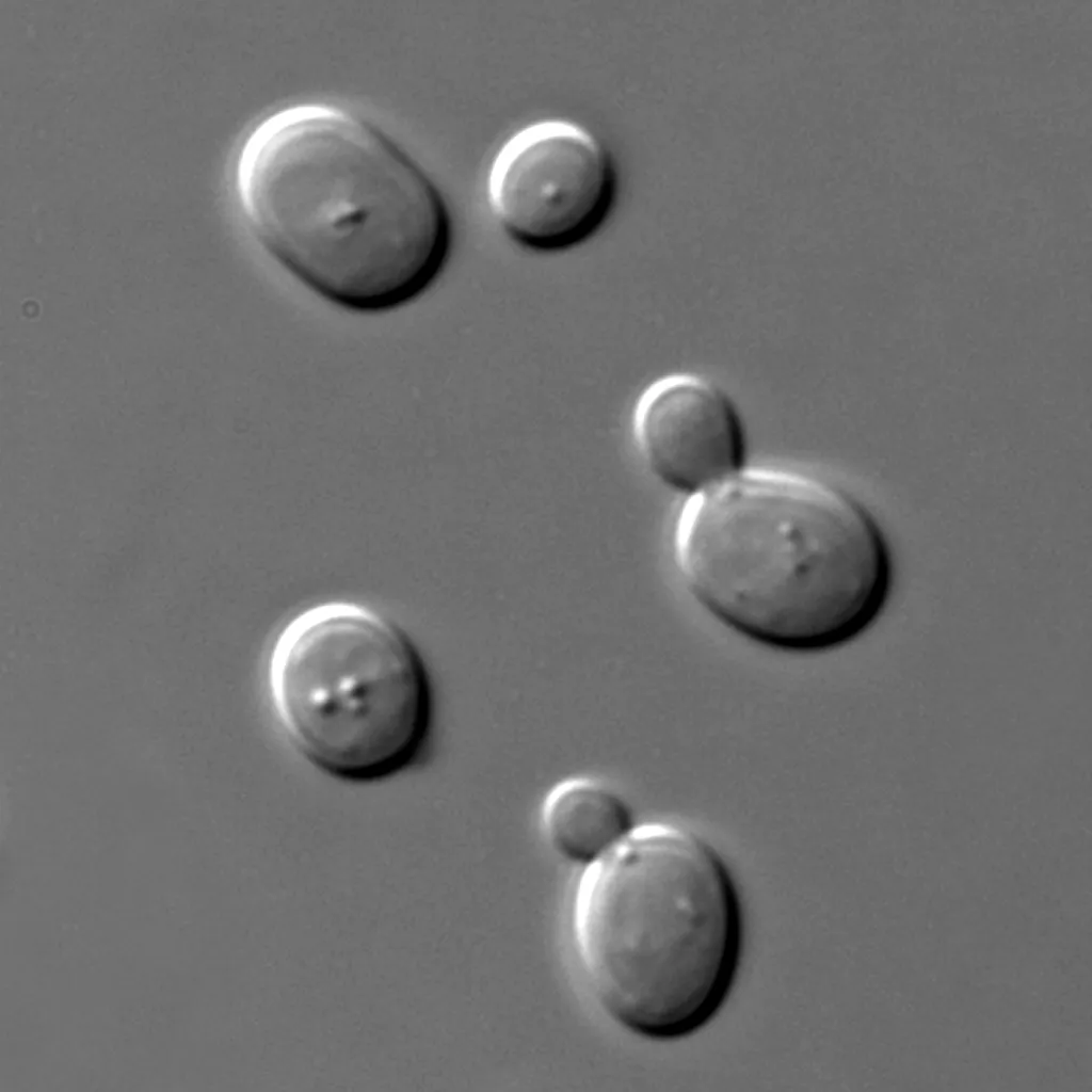 Cardápio espacial: empresa quer usar CO2 para alimentação de astronautas - 2