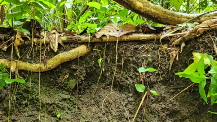 Conheça a terra preta da Amazônia que pode ajudar a restaurar o bioma - 1