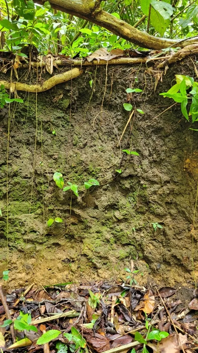 Terra Preta de Índio é o nome tradicional do solo escuro e fértil presente na Amazônia (Imagem: Luís Felipe Guandalin Zagatto/Reprodução via Science Alert)