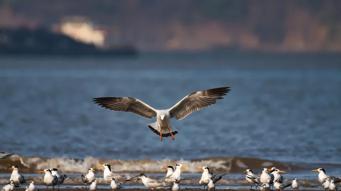 Gripe aviária H5N1: Brasil declara estado de emergência zoossanitária - 1