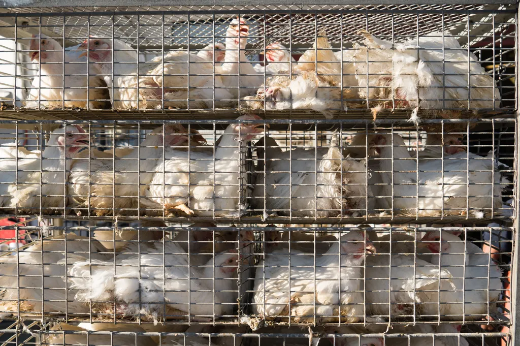 Gripe aviária H5N1: Brasil declara estado de emergência zoossanitária - 2