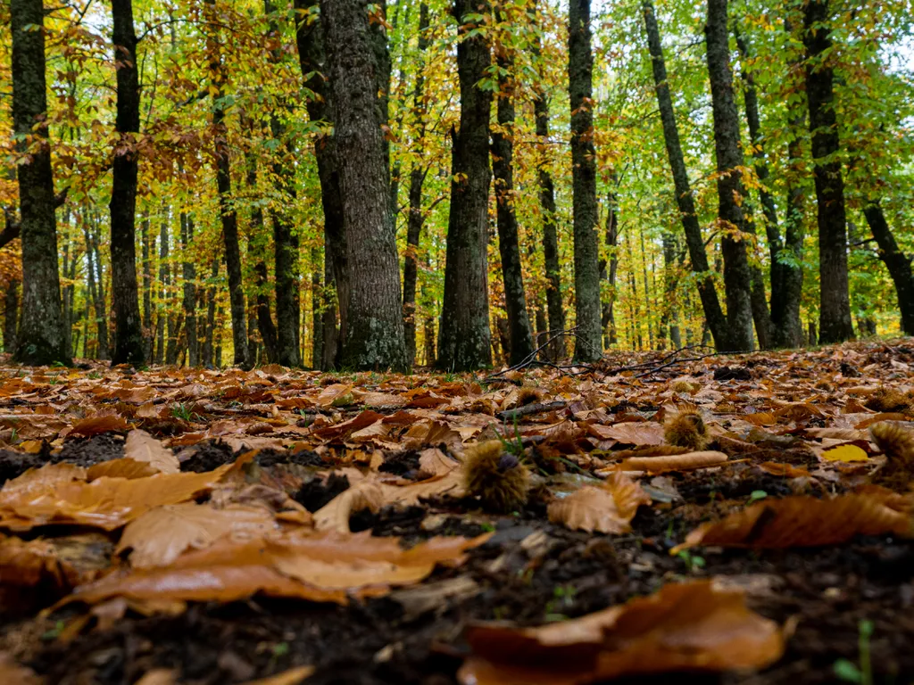 Os micróbios do solo respondem por até três vezes mais carbono armazenado no solo que outros processos que acontecem nesse meio (Imagem: Luisbaneres/envato)