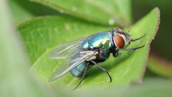 Drosófila | Por que a mosca-da-fruta é fundamental para a ciência? - 1