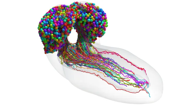 Hoje, entendemos as moscas melhor do que qualquer organismo vivo no mundo — este, por exemplo, é o cérebro completamente mapeado de uma mosca-da-fruta (Imagem: Johns Hopkins University/University of Cambridge)