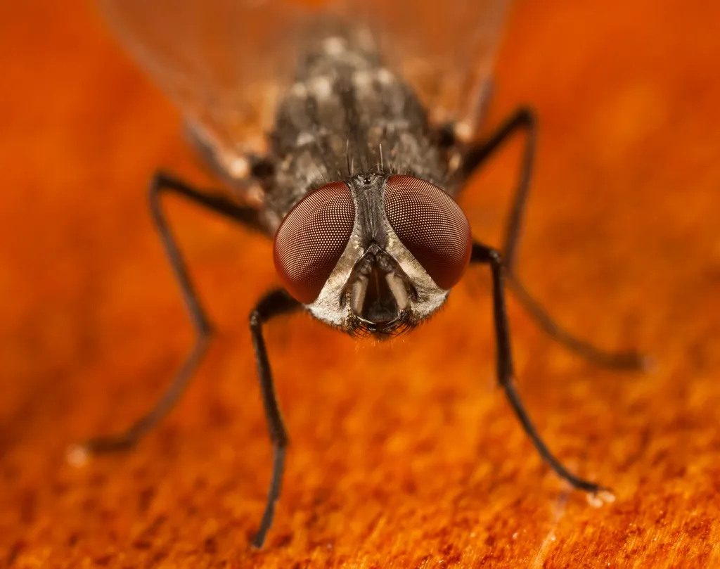 Com custo-benefício ótimo e semelhança grande com partes do genoma humano, o estudo das moscas rende prêmios Nobel até hoje — mas há um limite para o quanto conseguimos aprender com estes animais (Imagem: Pelooyen/Envato)
