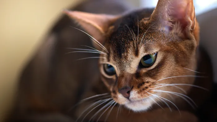 Nariz dos gatos possui anatomia complexa responsável por olfato apurado - 1