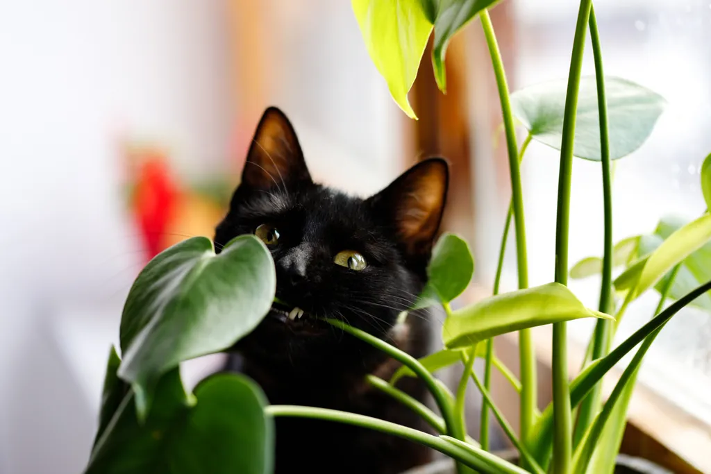 Gatos usam seu olfato para buscar alimento, detectar perigo e reconhecer membros da própria espécie — nova descoberta mostra quão potente é o sentido dos bichanos (Imagem: Sepaolina/Envato)